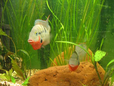 &copy; Zierfischfreunde Immenhausen-Holzhausen THORICHTHYS MEEKI